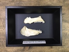 MACHOIRE DE REQUIN DENT DE