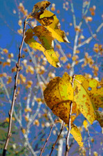 RARE Limited Edition Signed Print – "Leaves" by Kim Manduca (Kim Mithrush)