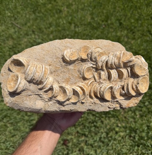 Otodus shark vertebrae fossil - otodus,