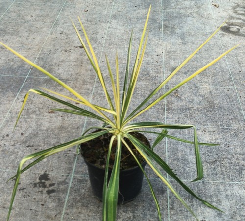 Yucca flaccida golden - flaccida, 'golden