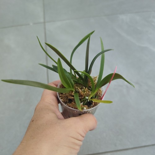Orchidée doritis pulcherima