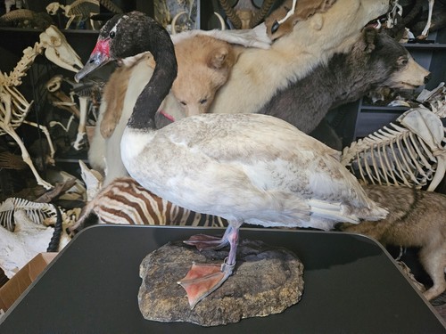 Taxidermie cygne cou - taxidermie, de