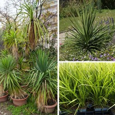 Cordyline indivisa - Cordyline