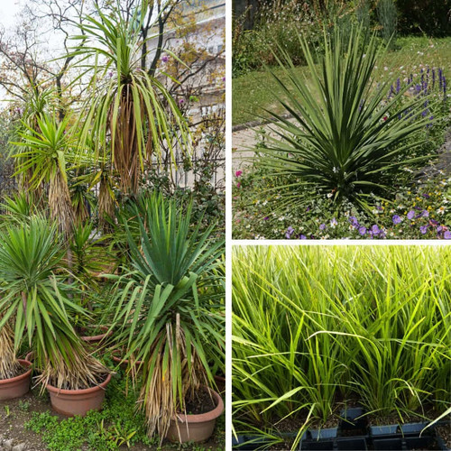 Cordyline indivisa - cordyline,