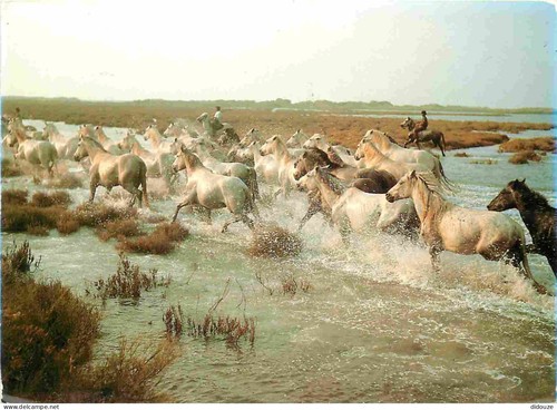Carte postale animaux - carte,