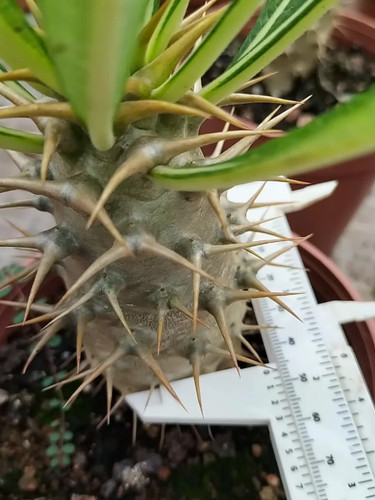 Raresucculent pachypodium - raresucculent,