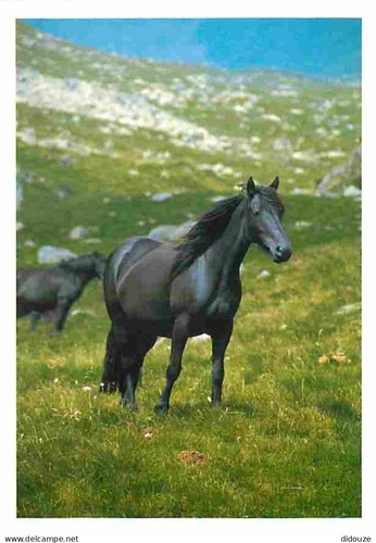 Carte postale animaux - -,
