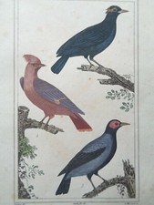 BUFFON / VAUTHIER Gravure ancienne Planche Couleurs MAINATE Oiseaux Animaux
