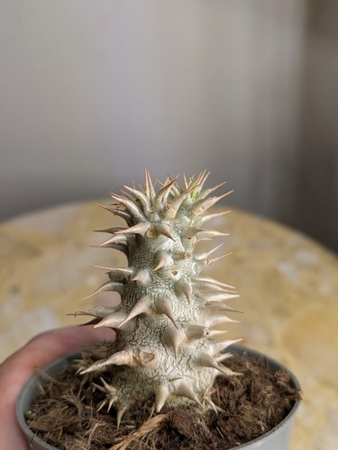 Pachypodium densiflorum - , –