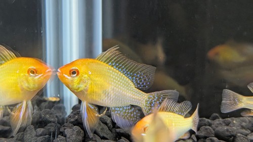 ramirezi
