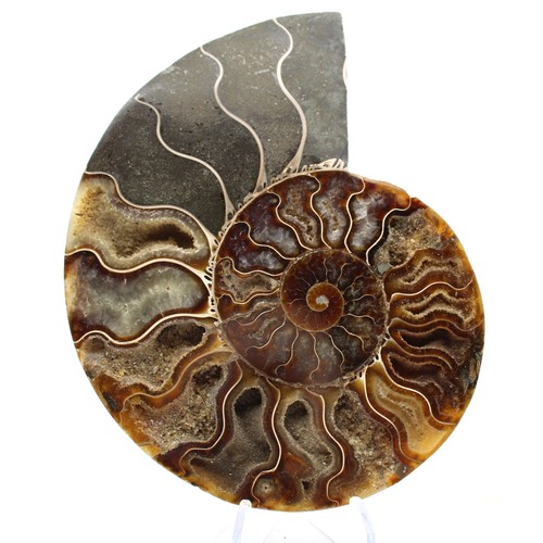 Ammonite fossile sciée - ammonite,