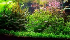 Plantes aquarium de 40L avec 7 variétés à racines et tiges + 2 clado gratuites