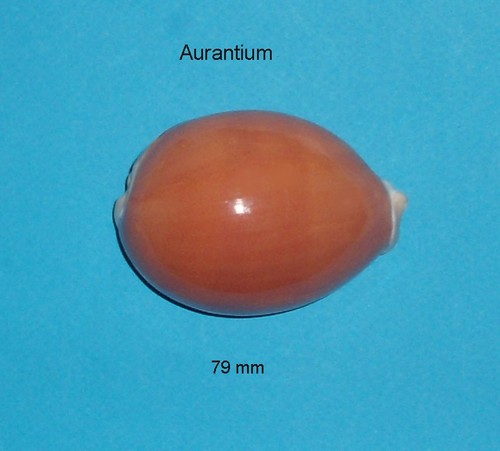 Cypraea aurantium - cypraea,