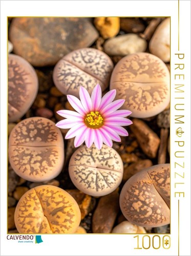 Puzzle calvendo lithops la - calvendo,