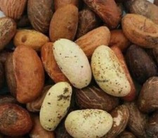 noix de petit Cola stimulant (