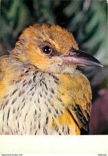 Animals - Birds - Exotic Birds - Green Driole or Black Down Loriot - CPM