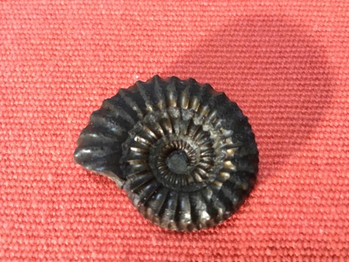 Fossile ammonite pyrite - en,