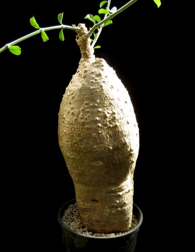Fockea edulis euphorbia - edulis, caudex