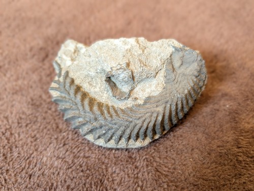 Fossile