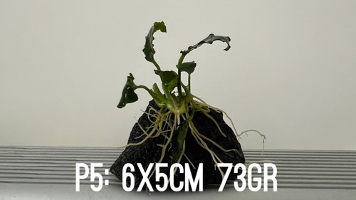 Plante aquarium anubias - 1,