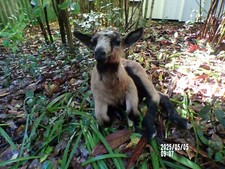 Lamb Lamb Lamb Kid Baby Naturalized Taxidermy Curiosity No. 2