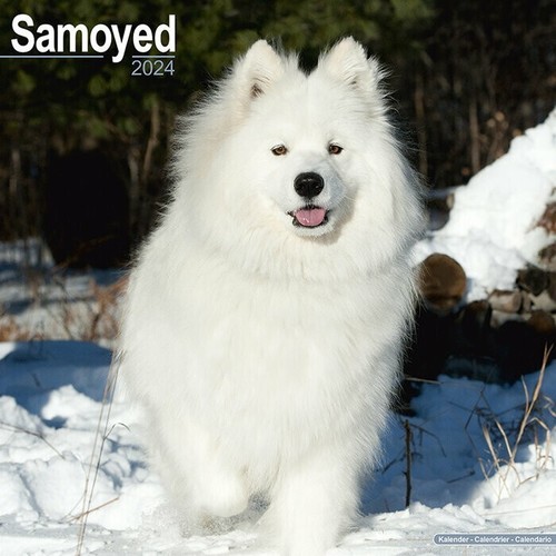 Calendrier 2024 samoyede - calendrier,