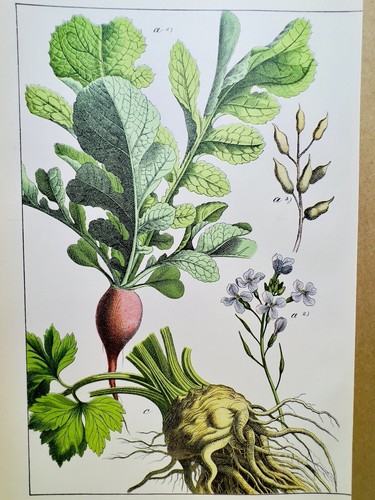 Affiche ancienne légumes - ancienne,