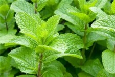 Fraise Menthe - Menta - Mentha