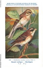 ATAP14-0978-BIRDS - Royal Museum of Natural History of Belgium - Sparrow r