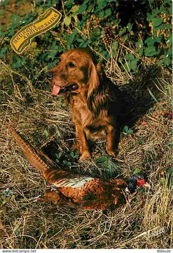 Carte postale animaux - carte,
