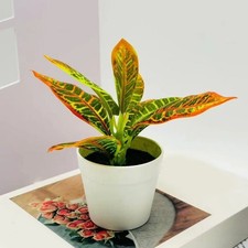 Plantes vertes artificielles