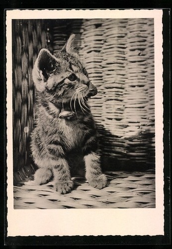 Garçon chat sur - un, fauteuil