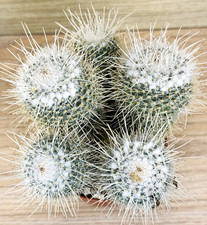 Mammillaria geminispina, pot