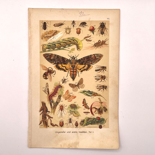 Chromolithograph 1901 bugs - 1901,
