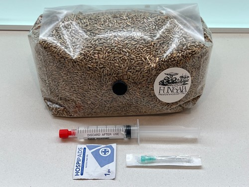 Kit culture mycologique - kit,