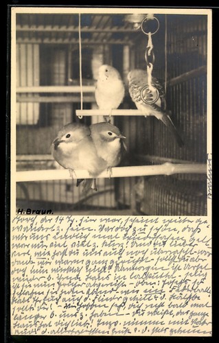 Photo postcard budgie pair and