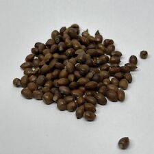 English Yew Bonsai Tree Seed Pack Taxus Baccata