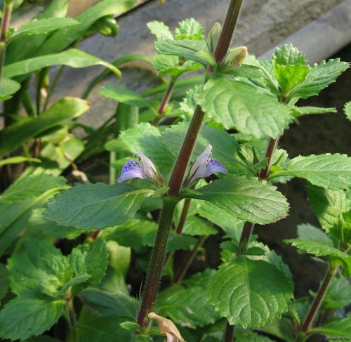 Hygrophila difformis forme - difformis,