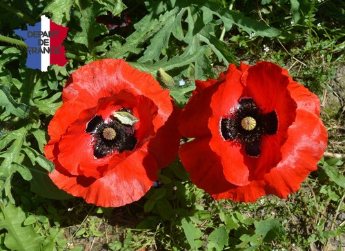 Pavots coquelicots poppys - pavots,