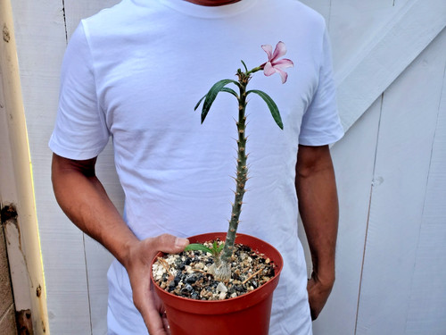 Pachypodium bispinosum