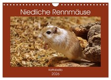 De jolies gerbilles (Calendrier mural 2026 DIN A4 horizontal), CALVENDO calendri