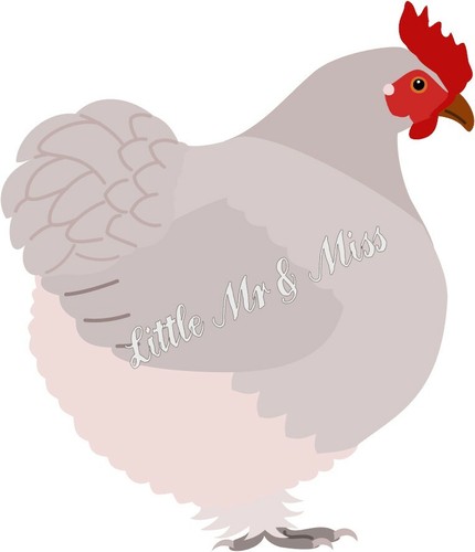 Pekin bantam chicken heritage - pekin,