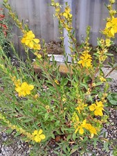 Heimia salicifolia  (Rare plant !!!!!) 