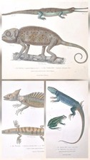  3 Gravures ancienne originale