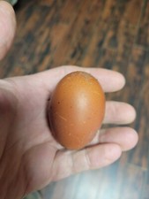 ●☆♡6+ Black Copper Marans & 6+ Ayam Cemani Fertile Hatching Eggs Unique Rare●☆♡