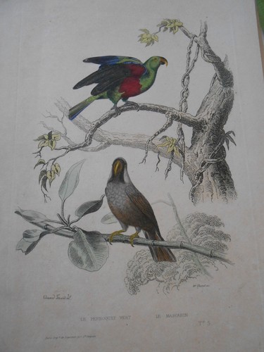 Gravure 19ème pigeon romain - 19ème,