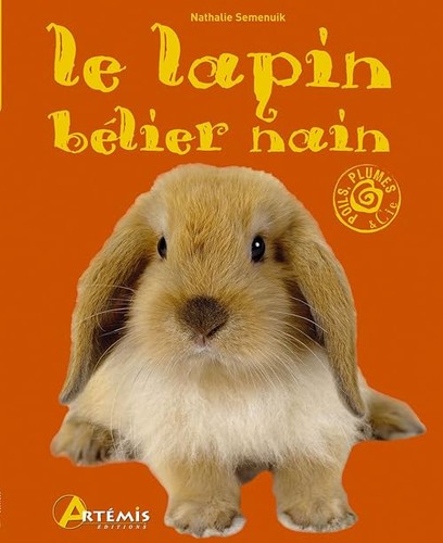 Lapin bélier nain - bélier,