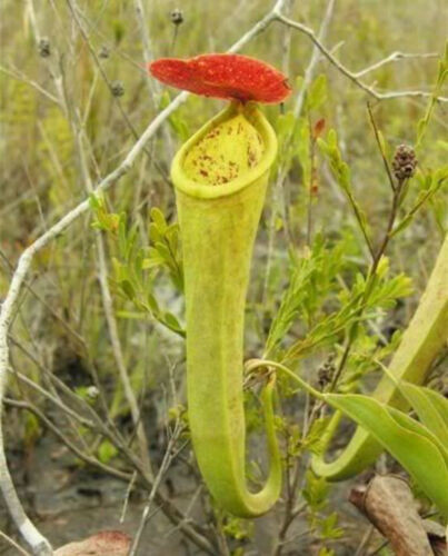 Nepenthes tenax plante - -,
