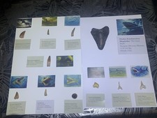 Collection de 11 dents fossiles – Megalodon (USA) + 10 prédateurs du Maroc – ave