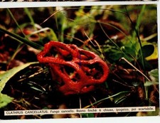 CLATHRUS CANCELUS FUNGUS MUSHROOM MUSHROOM MUSHROOM MUSHROOM  